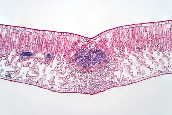 Foglia Pianta Sezione Trasversale Microscopio Ottico Educazione Botanica — Foto Stock