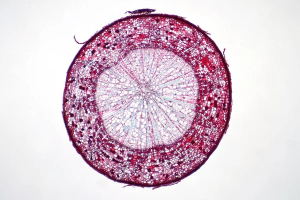 Doorsneden Van Plantenstam Onder Licht Microscopisch Zicht Voor Plantkunde Onderwijs — Stockfoto