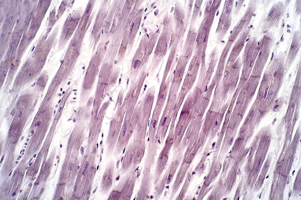 Histologi Otot Jantung Manusia Bawah Mikroskop Cahaya Untuk Pendidikan Teknik — Stok Foto