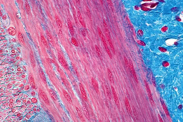 Histologi Mänskliga Glatta Muskler Ljus Mikroskop Hematoxilin Och Eosinfärgningsteknik För — Stockfoto