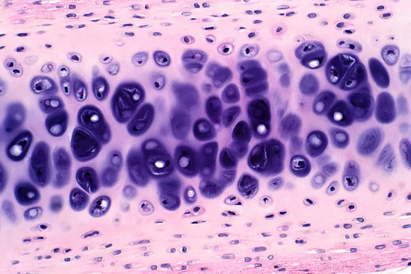 가벼운 현미경으로 연골의 단면을 조직학 교육을 수있다 조직학을 Haematoxylin Eosin — 스톡 사진