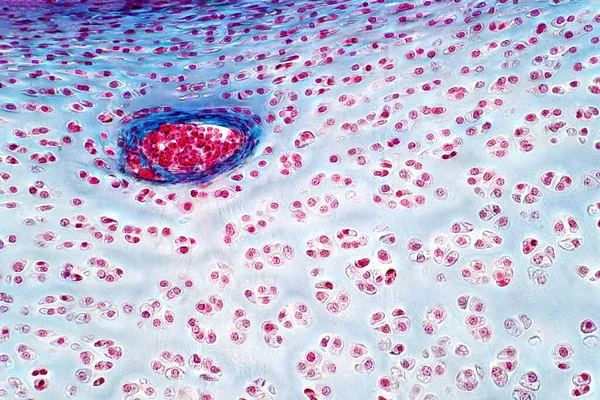 Menselijke Hyaline Kraakbeen Onder Licht Microscoop Uitzicht Voor Histologie Onderwijs — Stockfoto