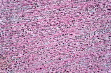 Eğitim için tendon fibroblast histolojisinin hafif mikroskobu. İnsan dokusu için hematoksilin ve eozin boyama tekniği..