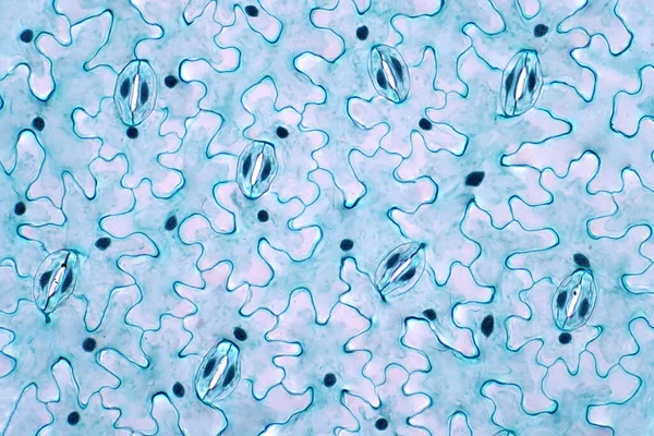 Işık mikroskobu altında yaprak üst derisinin, fotosentetik gaz değişimi ve transspirasyon için açılan stoma adı verilen küçük gözenekleri vardır..