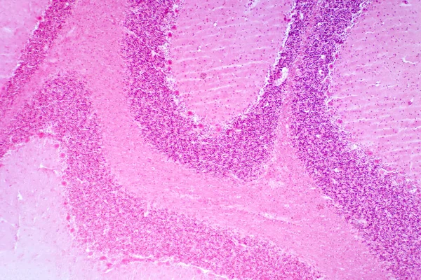 Cerebellum Διατομή Ιστού Κάτω Από Μικροσκόπιο Φως Για Την Εκπαίδευση — Φωτογραφία Αρχείου