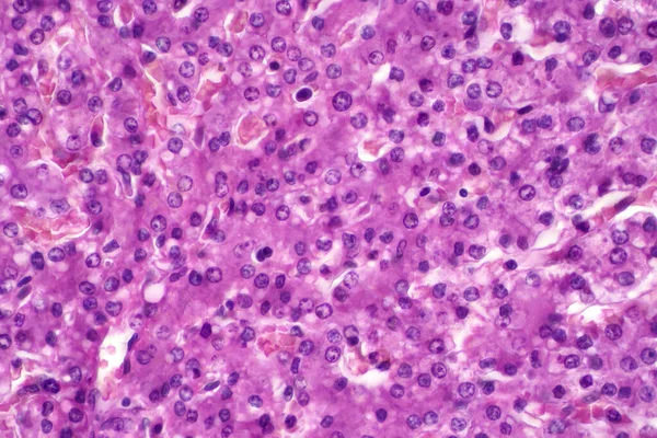 Гепатоцит Клітина Головної Паренхімальної Тканини Печінки Під Світловим Мікроскопом Гематоксилін — стокове фото