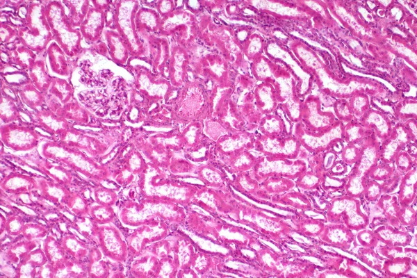 Histology Human Kidney Tissue Light Microscope View Education Haematoxylin Eosin — Stock Photo, Image