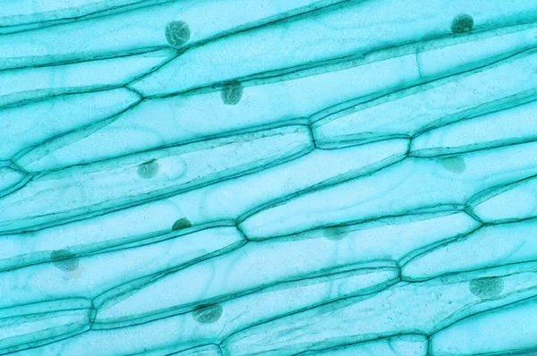 Клетки Растений Имеют Клеточные Стенки Построенные Вне Клеточной Мембраны Состоящие — стоковое фото