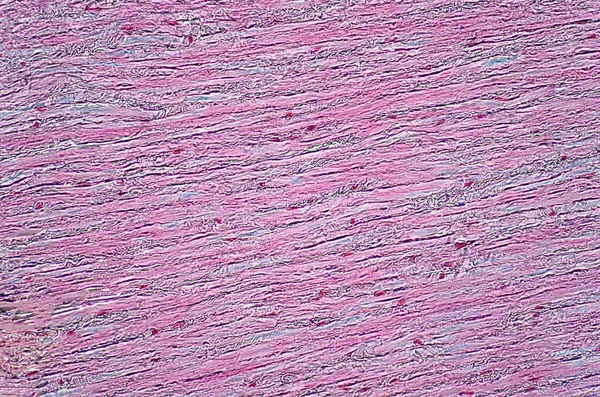 Lehký Mikroskop Histologie Fibroblastů Šlach Pro Výuku Technika Barvení Hematoxylinu — Stock fotografie