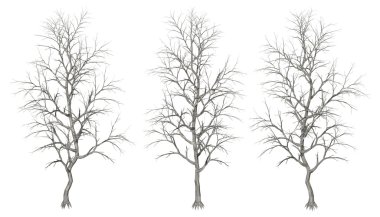 ağacın farklı şekil kümesi.