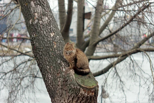 Un chat sur l'arbre — Photo