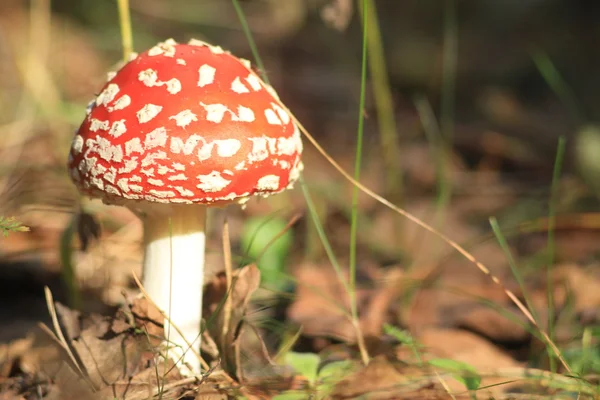 Ormanın içinde kırmızı agaric
