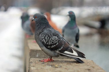 Pigeons on the dumb next to river