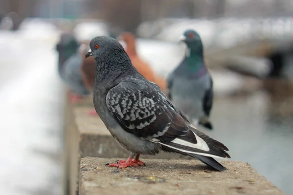 Pigeons on the dumb next to river — Stock Photo, Image