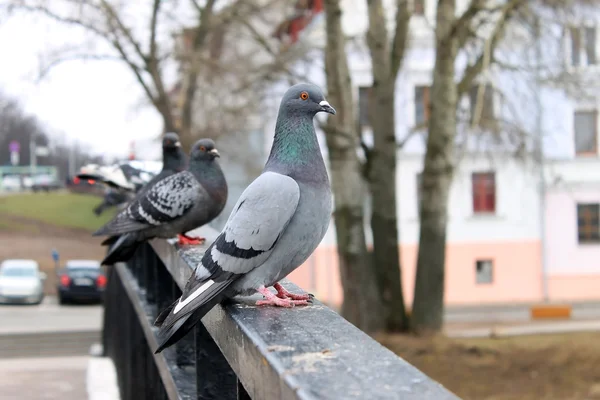 Gołębie na moście — Zdjęcie stockowe