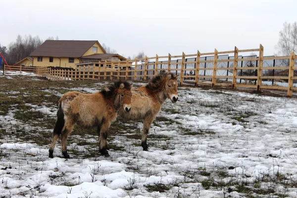 Chevaux de Przhevalski — Photo