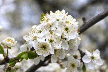 beyaz elma ağacı çiçekleri
