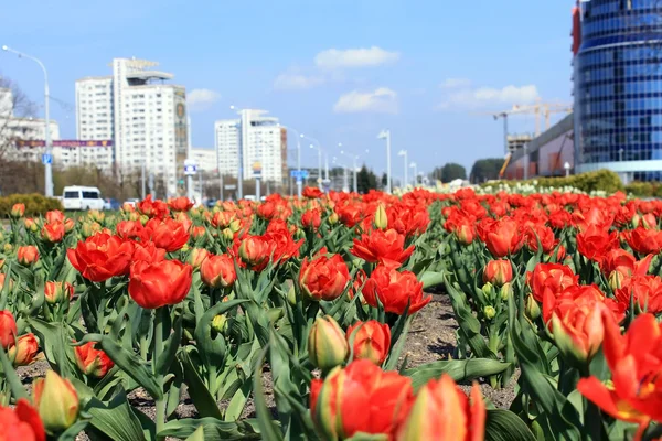 Rote Tulpen — Stockfoto