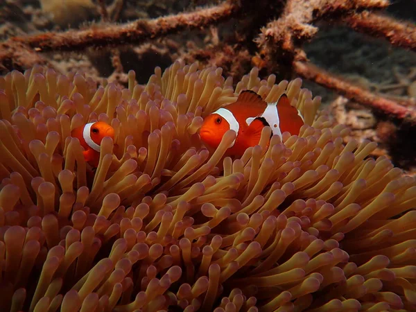 Sea anemones found at natural coral reef area at Terengganu Malaysia