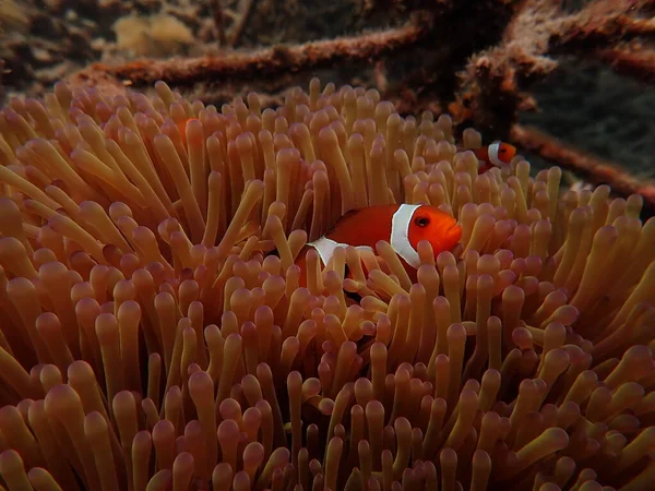 Sea anemones found at natural coral reef area at Terengganu Malaysia