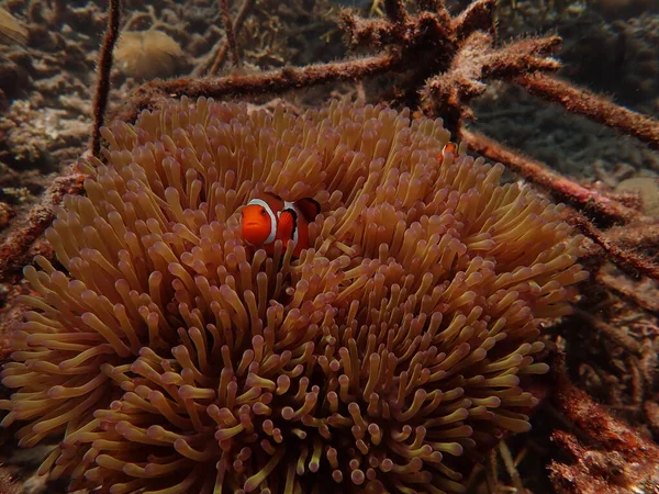 Sea anemones found at natural coral reef area at Terengganu Malaysia