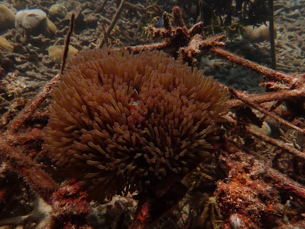 Sea anemones found at natural coral reef area at Terengganu Malaysia