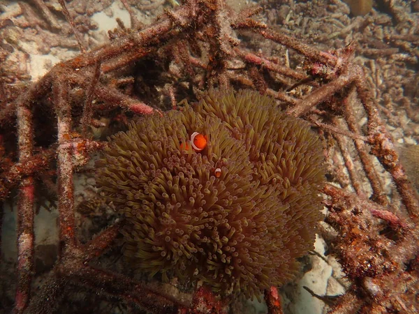 Anêmonas Marinhas Encontradas Área Natural Recife Coral Terengganu Malásia — Fotografia de Stock