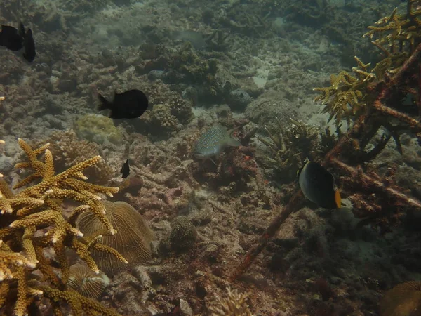 Criança Anos Transplante Coral Berçário Coral Para Conservação Marinha — Fotografia de Stock