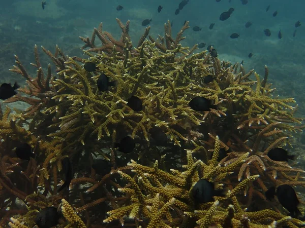 Edad Años Trasplante Coral Vivero Coral Para Conservación Marina — Foto de Stock