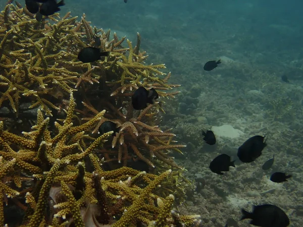 Edad Años Trasplante Coral Vivero Coral Para Conservación Marina — Foto de Stock