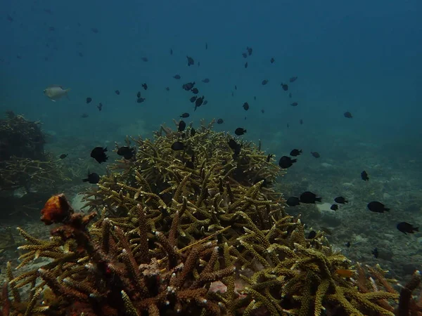 Criança Anos Transplante Coral Berçário Coral Para Conservação Marinha — Fotografia de Stock