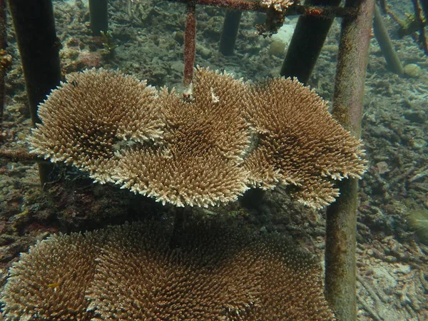 Летний Возраст Трансплантации Кораллов Коралловом Питомнике Сохранения Морской Среды — стоковое фото