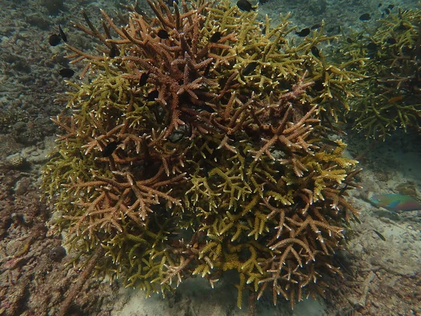 Criança Anos Transplante Coral Berçário Coral Para Conservação Marinha — Fotografia de Stock