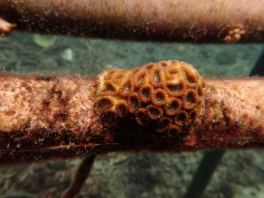 Malezya 'daki anaokulunda bulunan beyin mercanı parçası.