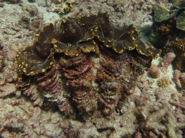 Malezya 'nın Gelok Adası' ndaki mercan kayalıklarında dev istiridye bulundu.