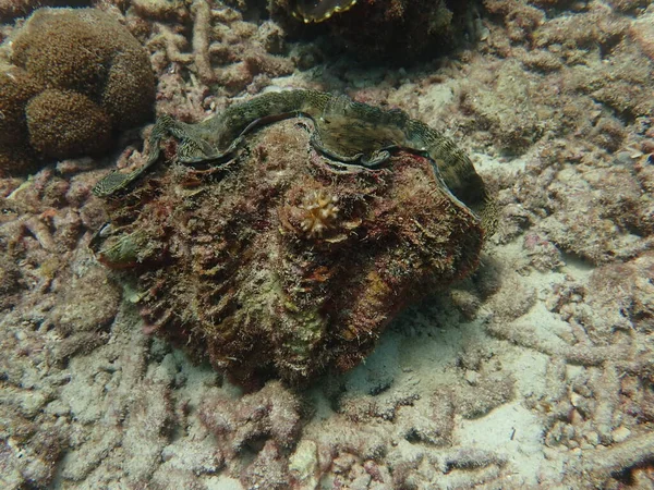 Almeja Gigante Encontrada Área Arrecifes Coral Isla Gelok Malasia — Foto de Stock