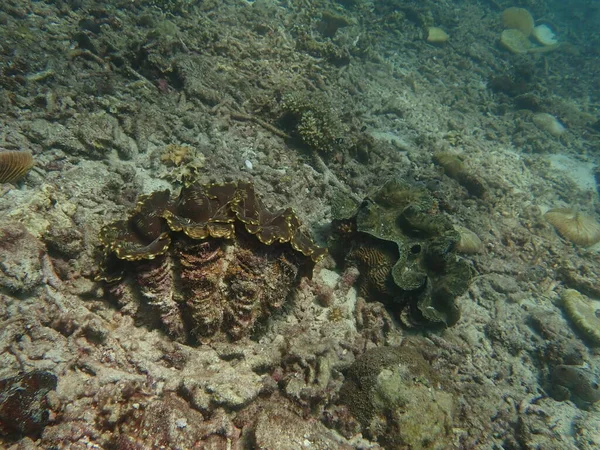 Olympus Digital Camera Riesenmuschel Korallenriffgebiet Von Gelok Island Malaysia — Stockfoto