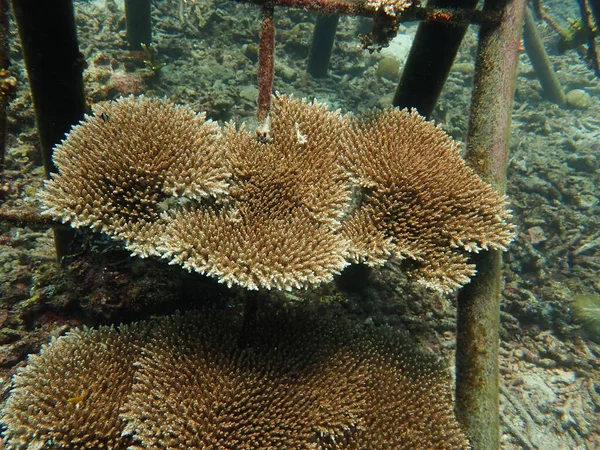 Pięcioletni Przeszczep Koralowca Szkółce Koralowej Celu Ochrony Środowiska Morskiego — Zdjęcie stockowe