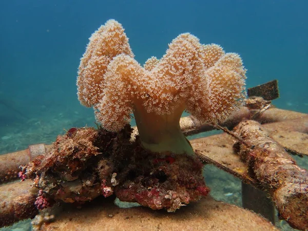 Toadstool Coral Encontrado Área Recife Coral Malásia Fotos De Bancos De Imagens