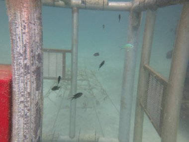 Malezya 'daki mercan resiflerinde yapay resif bulundu.