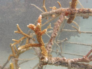 Malezya 'daki mercan resiflerinde yapay resif bulundu.