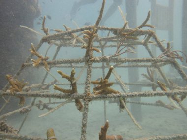 Malezya 'daki mercan resiflerinde yapay resif bulundu.