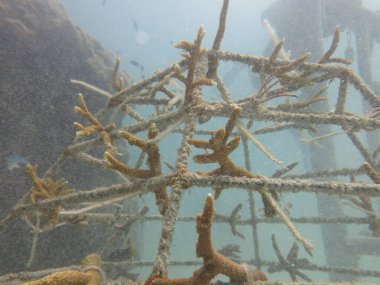 Malezya 'daki mercan resiflerinde yapay resif bulundu.