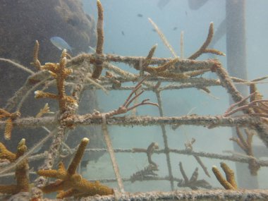 Malezya 'daki mercan resiflerinde yapay resif bulundu.