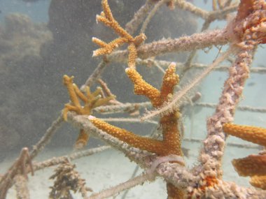 Malezya 'daki mercan resiflerinde yapay resif bulundu.