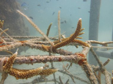 Malezya 'daki mercan resiflerinde yapay resif bulundu.