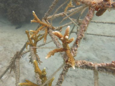 Malezya 'daki mercan resiflerinde yapay resif bulundu.