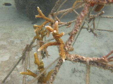 Malezya 'daki mercan resiflerinde yapay resif bulundu.