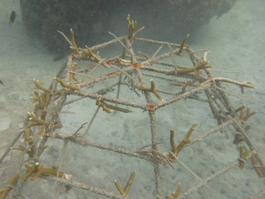 Malezya 'daki mercan resiflerinde yapay resif bulundu.