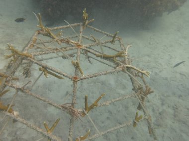 Malezya 'daki mercan resiflerinde yapay resif bulundu.